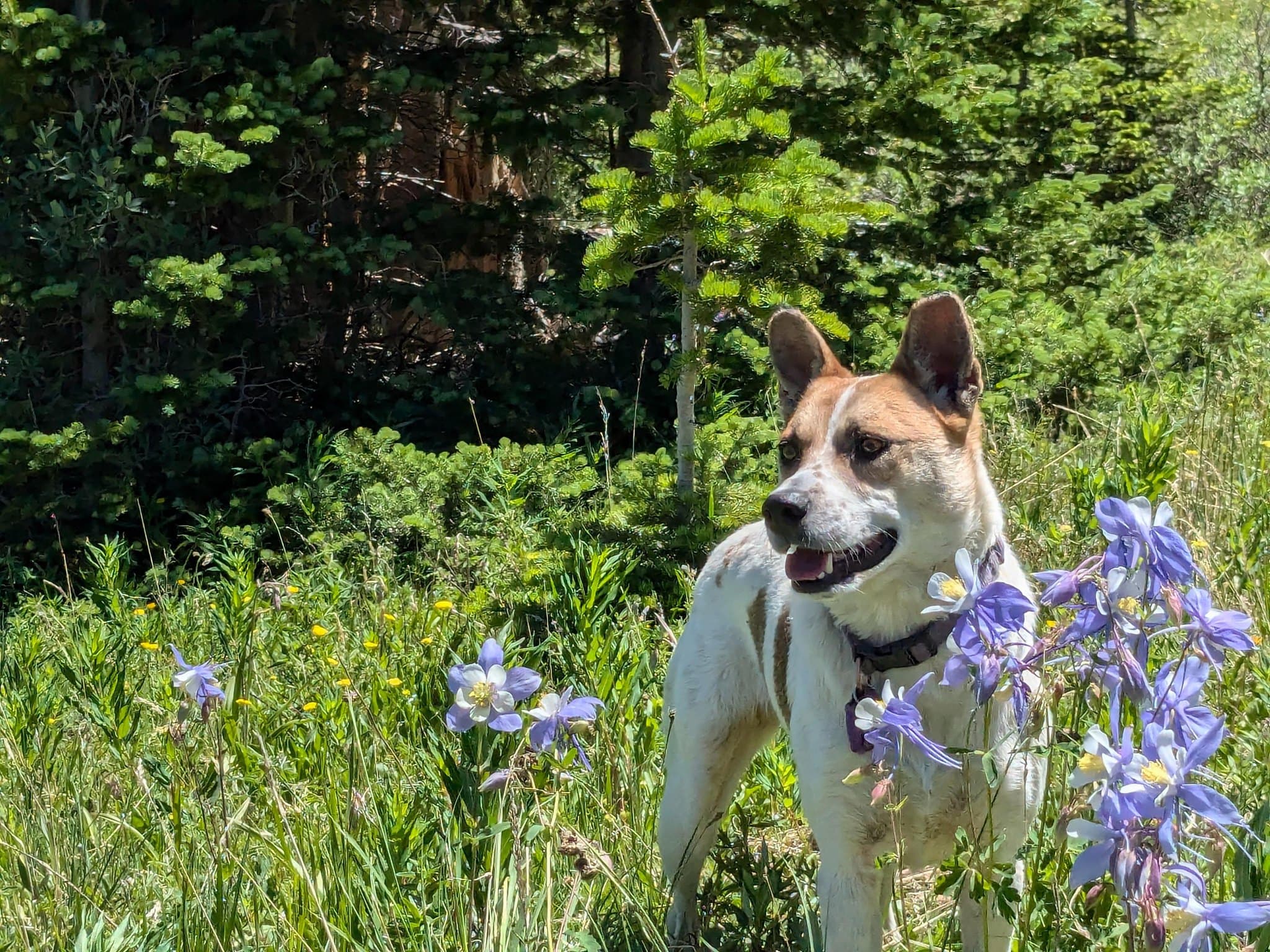 Mercy among wildflowers